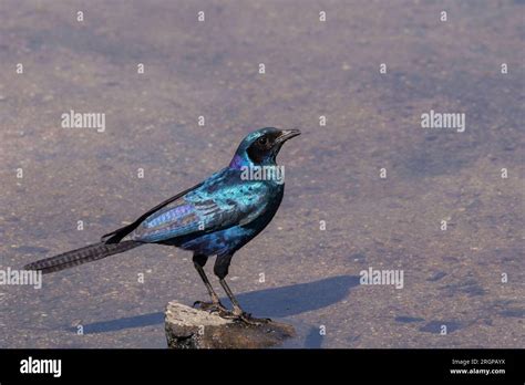  Xingu River Hawk: Uma ave de rapina majestosa com uma plumagem azul-esverdeada que te transporta para um paraíso tropical!