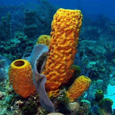 Yellow Barrel Sponge! An Incredible Marine Creature that Exhibits Unique Filter Feeding and Provides Crucial Reef Habitat!