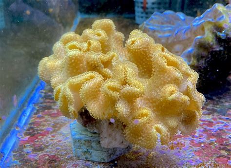  Yellow Leather Coral! A Stunning Anthozoan With Tentacles That Defy Gravity