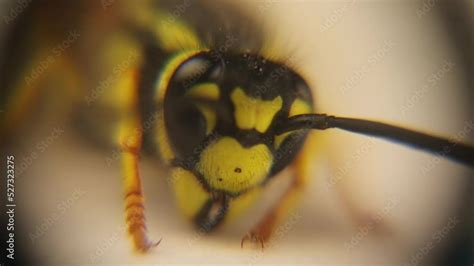  Yellowjacket, Um Inseto Social que Adora Festa e Não Faz Reviravoltas!