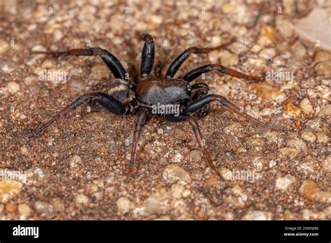 Zodariidae: Uma Família de Aranhas com Teias Complexas e Habilidades Notáveis de Caça!